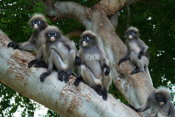 Dusky leaf monkey, Dusky langur, Spectacled langur in Prachuap Khiri Khan,Thailand
