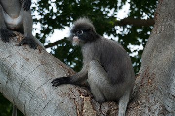 Dusky leaf monkey, Dusky langur, Spectacled langur in Prachuap Khiri Khan,Thailand