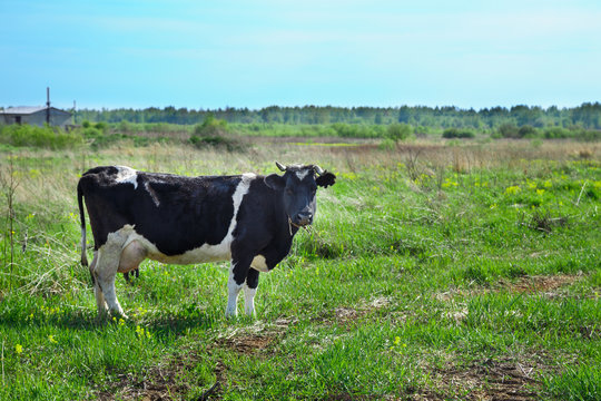A white-black cow stands on a green field. There is a forest In the background.
