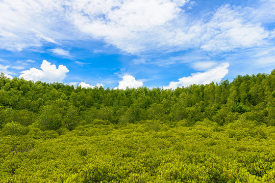 Green Ceriops Tagal field background in mangrove forest