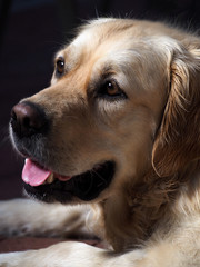 Gorgeous golden retriever portrait on black background