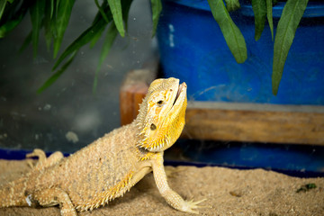 Bearded Dragon, Pogona, reptiles, lizard
