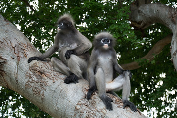 Dusky leaf monkey, Dusky langur, Spectacled langur in Prachuap Khiri Khan,Thailand