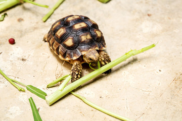 Little turtles