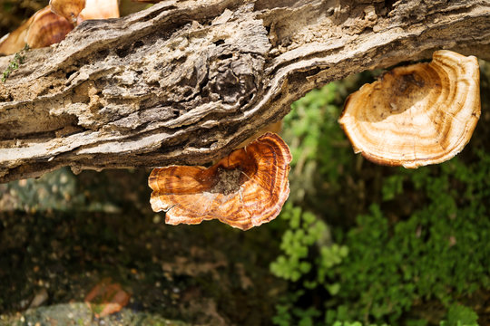 Dried mushrooms on timber