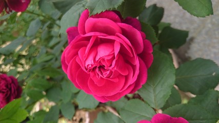バラ　rose