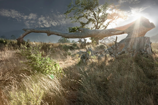 Tree branches in rural landscape