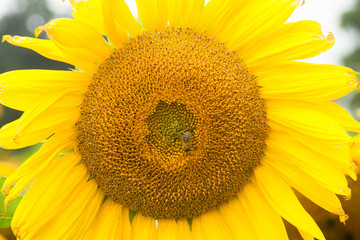 Naklejka premium sunflowers