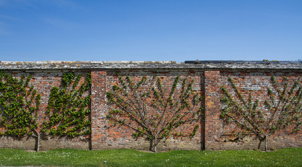 Rows of espalier trees that have been pruned and trained to grow against an old brick wall with copy space and blue sky above. © teamjackson