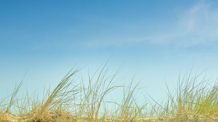 Blauer Himmel und Strandhafer an einem sonnigen Tag als Hintergrund