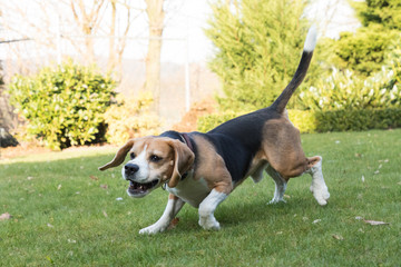 running beagle in a garden