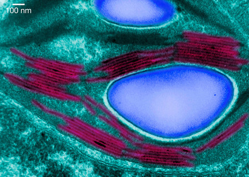 Transmission electron micrograph of a chloroplast