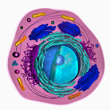 3D model of a eukaryotic cell