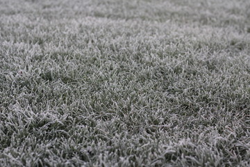 Lawn covered with frost