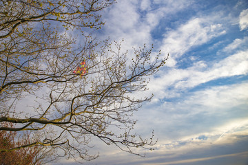 kite stuck in the branches of a tree.  kite tangled in a tall tree. Interrupted flight. Copy space for your text
