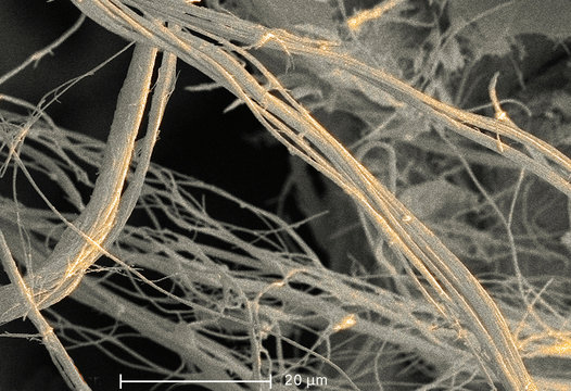 Scanning Electron micrograph of asbestos, 1500x