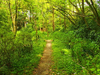 木漏れ日の春の林風景