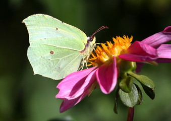 Male European Common Brimstone butterfly (Gonepteryx rhamni)  feeding on a large colourful flower.