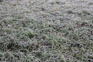 Lawn with autumn leaves covered with frost