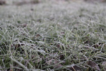 Grass and autumn leaves are covered with frost