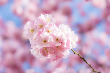 Pink cherry blossoms