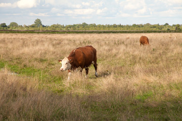 cows on a meadow