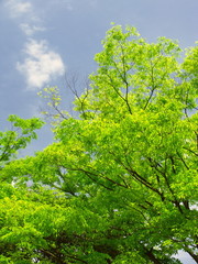 新緑の欅