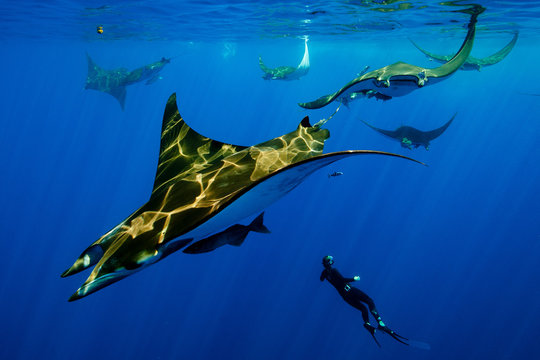 Diver swimming with manta rays
