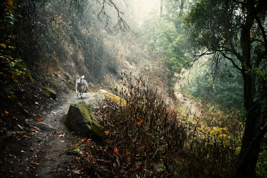 Dog running on dirt path in forest
