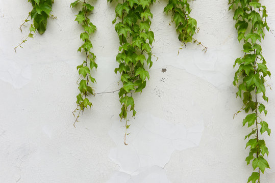 Ivy On White Wall.