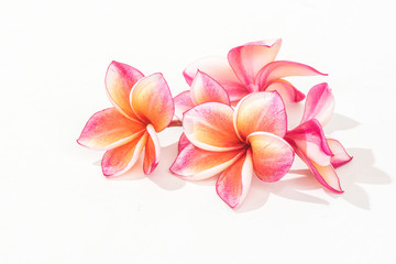 Beautiful plumeria or frangipani flowers isolated on white