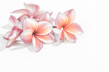 Obraz na płótnie Canvas Beautiful plumeria or frangipani flowers isolated on white