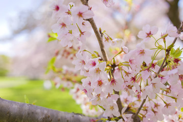 満開の花　ピンク