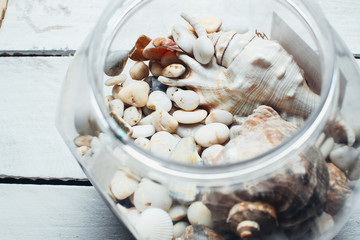 seashells on wooden surface