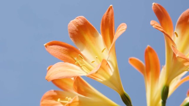 Slow motion orange flowering natal lily plant 1920X1080 HD footage - Close-up of Clivia miniata against blue sky slow-mo 1080p FullHD video 