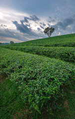 Fototapeta na wymiar Green tea plantation in Thailand
