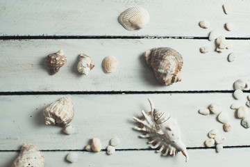 Shells on white wooden background
