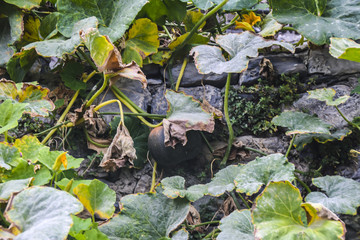 Growing pumpkin leaves