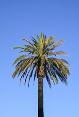 Head of a palm tree on a blue background