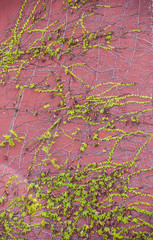 Veins ivy green on red