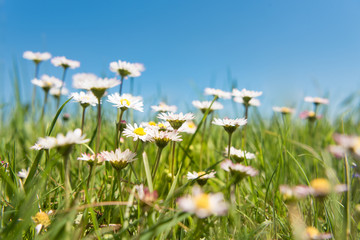blühende Gänseblümchen vor blauem Himmel © Karoline Thalhofer