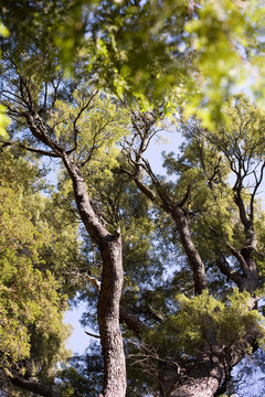 Tree, Los Arrayanes National Park, Bariloche, Argentina