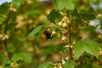 Bumblebee on a flower of a currant/Bumblebee gathers nectar from a black currant flower. Marco. Russia, the Moscow region. Spring, May