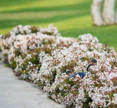Toddlers legs and feet sticking out of flower bed