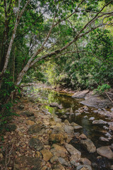 Small mountain stream in the shade of the tropical forest with snag tree in the foreground, Mu Koh Chang National Park, Thailand. View from the trail to the Khlong Phlu waterfall. Natural background.