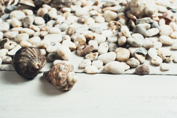 sea shell on the surface