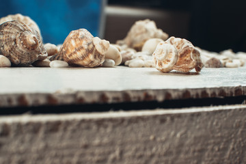 sea shell on the surface