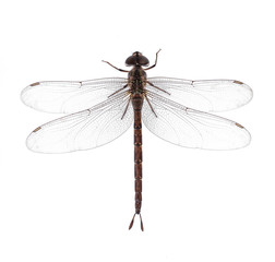 Dragonfly isolated on a white background