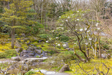 Blooming magnolia tree with beautiful flowers in the spring