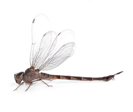 Dragonfly isolated on a white background
